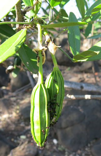 Thilachium africanum (Thilachium africanum)