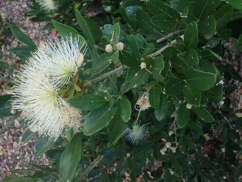 Thilachium africanum (Thilachium africanum)