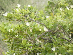 Thilachium africanum (Thilachium africanum)