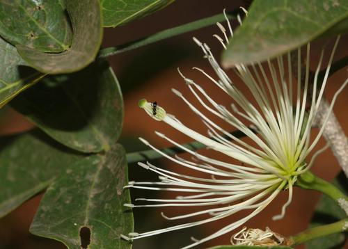 Thilachium africanum (Thilachium africanum)