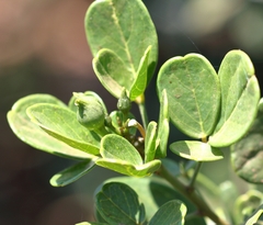 Thilachium africanum (Thilachium africanum)