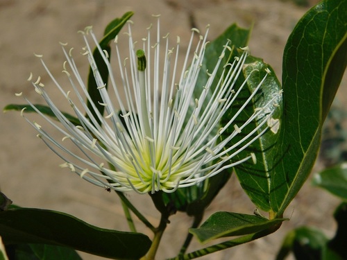 Thilachium africanum (Thilachium africanum)