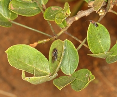 Thilachium africanum (Thilachium africanum)