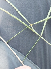 Thilachium angustifolium (Thilachium angustifolium)