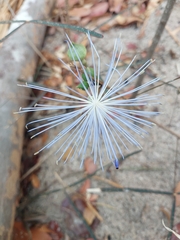 Thilachium angustifolium (Thilachium angustifolium)
