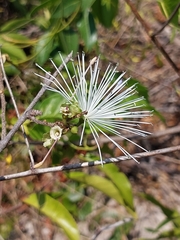 Thilachium angustifolium (Thilachium angustifolium)