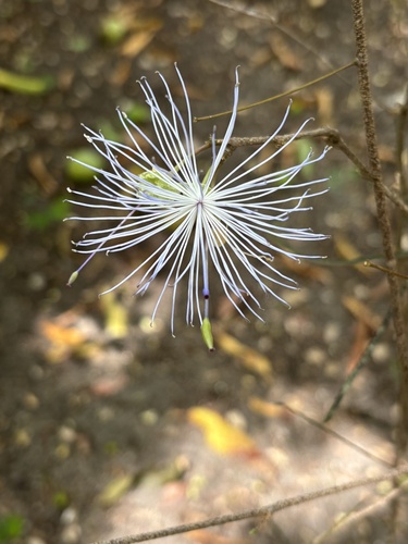 Thilachium angustifolium (Thilachium angustifolium)