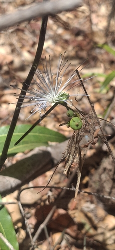 Thilachium angustifolium (Thilachium angustifolium)