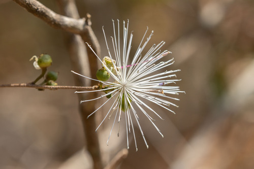 Thilachium angustifolium (Thilachium angustifolium)