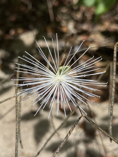 Thilachium angustifolium (Thilachium angustifolium)