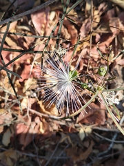 Thilachium angustifolium (Thilachium angustifolium)