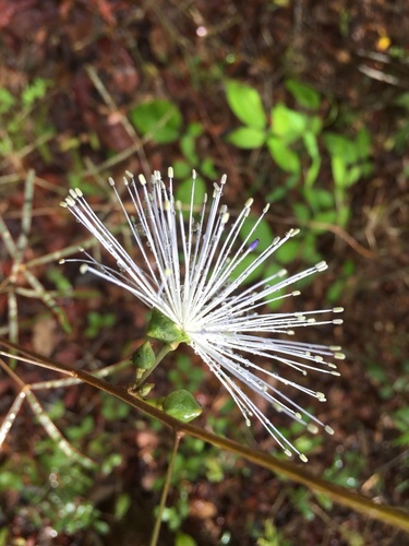 Thilachium angustifolium (Thilachium angustifolium)