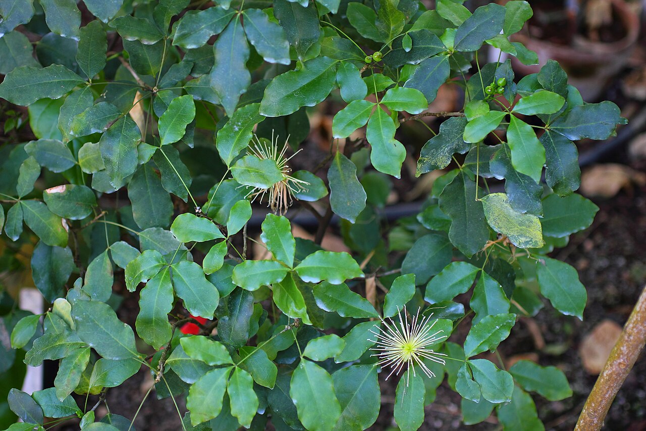 Thilachium panduriforme: Thilachium panduriforme (Syn.: Thilachium africanum) in the botanical garden of Graz
