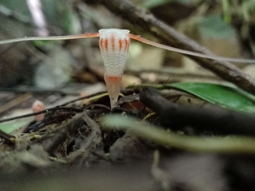 Thismia javanica (Thismia javanica)