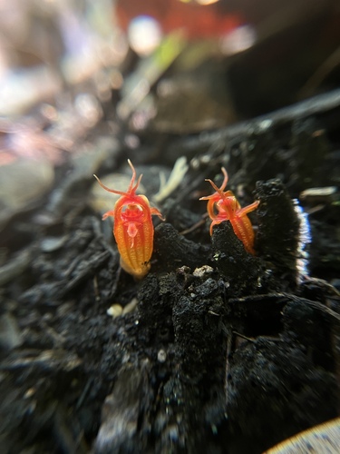 Thismia megalongensis (Thismia megalongensis)
