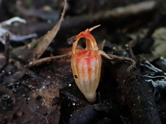 Thismia megalongensis (Thismia megalongensis)