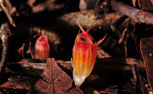 Thismia megalongensis: Flower of Thismia megalongensis in situ.