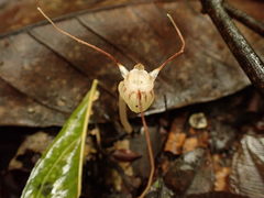 Thismia panamensis (Thismia panamensis)