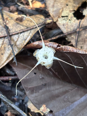 Thismia panamensis (Thismia panamensis)