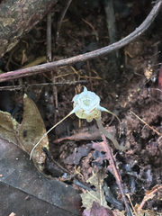 Thismia panamensis (Thismia panamensis)