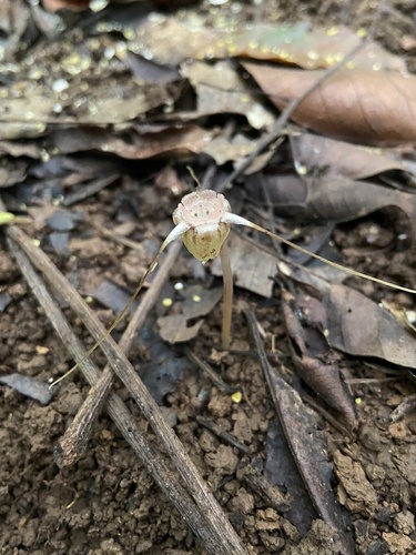 Thismia panamensis (Thismia panamensis)