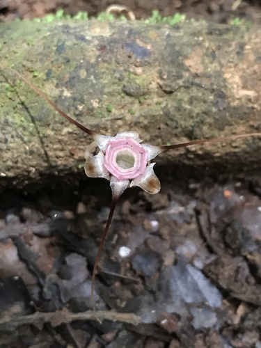 Thismia panamensis (Thismia panamensis)