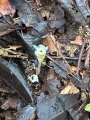 Thismia panamensis (Thismia panamensis)