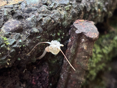 Thismia panamensis (Thismia panamensis)