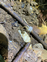 Thismia panamensis (Thismia panamensis)