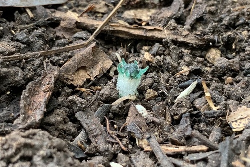 Thismia thaithongiana (Thismia thaithongiana)