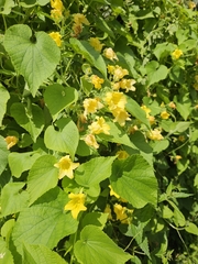 Manchu tubergourd (Thladiantha dubia)