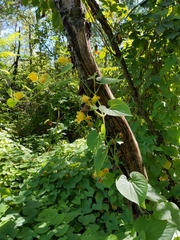 Manchu tubergourd (Thladiantha dubia)