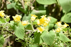 Manchu tubergourd (Thladiantha dubia)