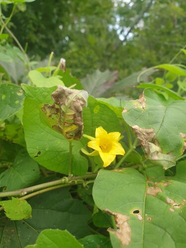 Manchu tubergourd (Thladiantha dubia)