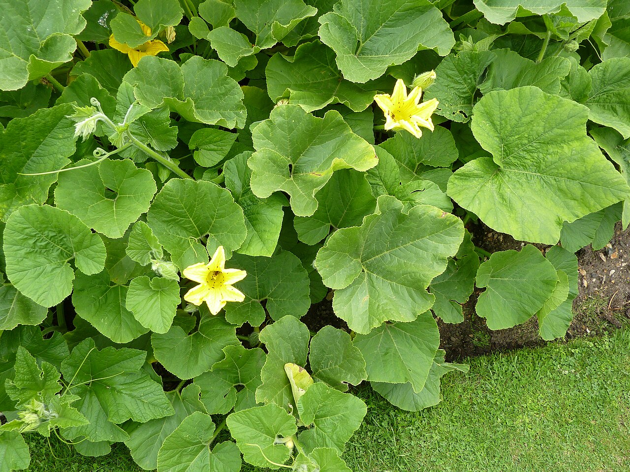 Thladiantha villosula: Thladiantha villosula , Cambridge University Botanic Garden