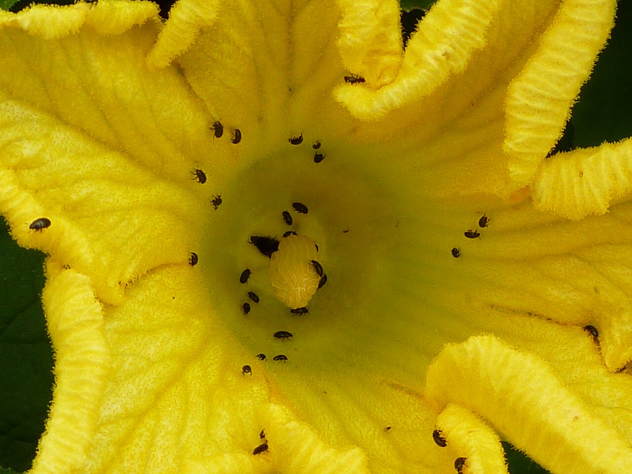 Thladiantha villosula: Thladiantha villosula , Cambridge University Botanic Garden