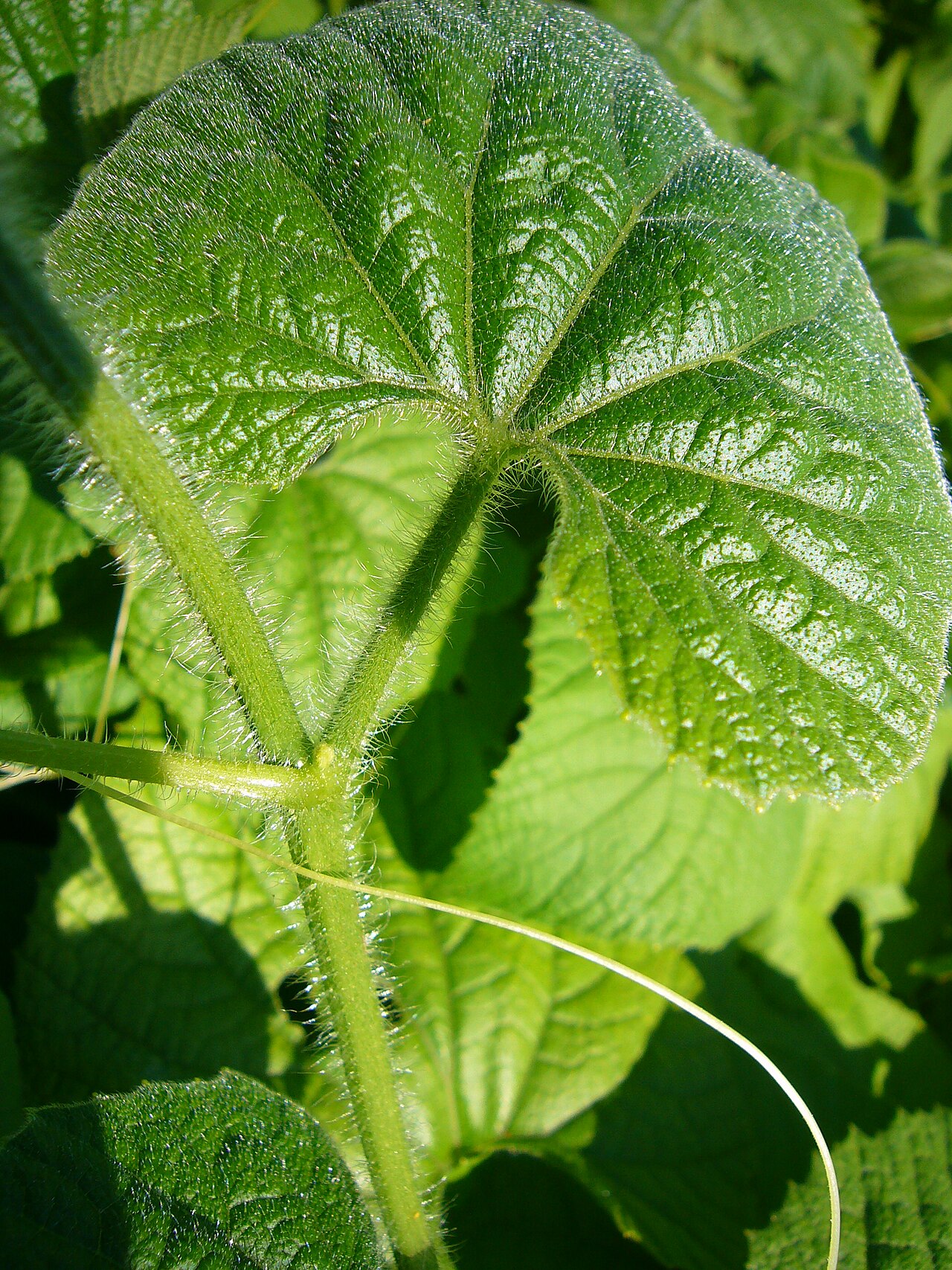 Thladiantha villosula: Thladiantha villosula (leaves)