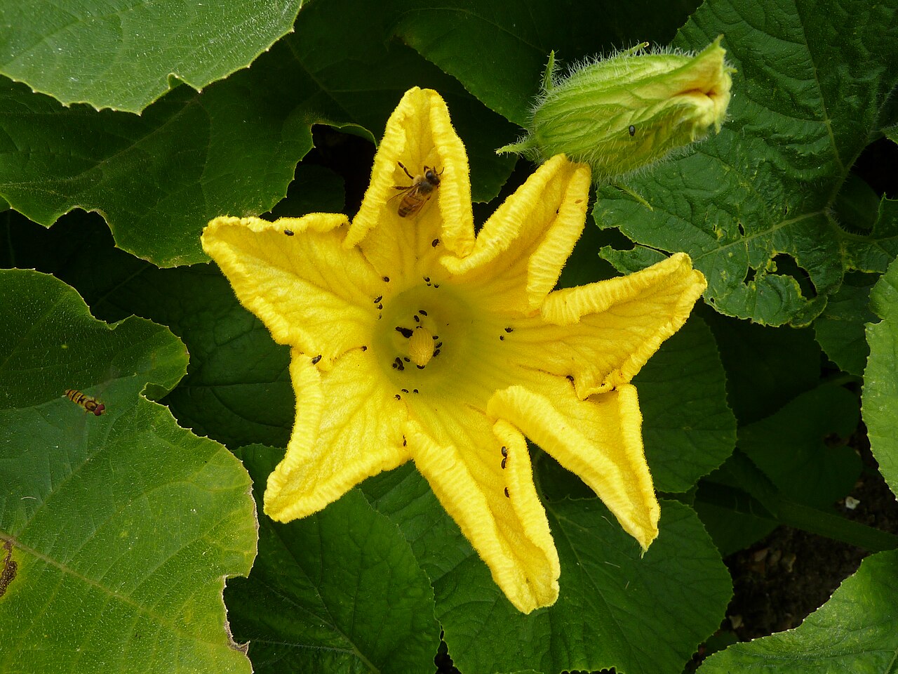 Thladiantha villosula: Thladiantha villosula , Cambridge University Botanic Garden