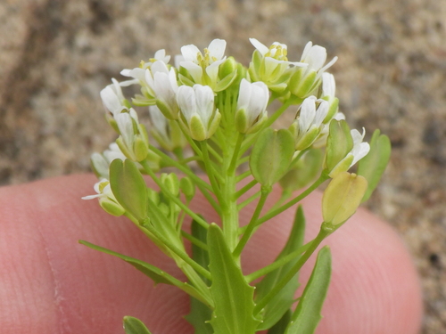 Field pennycress (Thlaspi arvense)