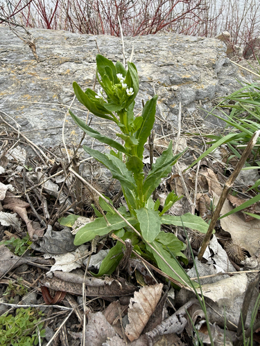 Field pennycress (Thlaspi arvense)