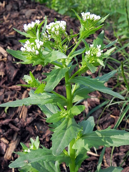 Field pennycress: Acker-Hellerkraut ( Thlaspi arvense ) im Naturpark Südheide, Niedersachsen, Germany