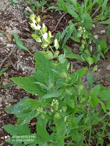 Field pennycress (Thlaspi arvense)