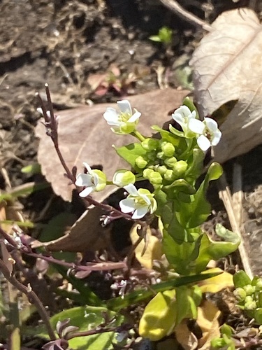 Field pennycress (Thlaspi arvense)