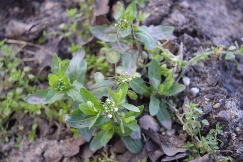 Field pennycress