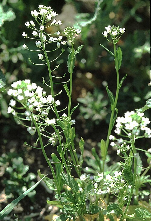 Field pennycress (Thlaspi arvense)