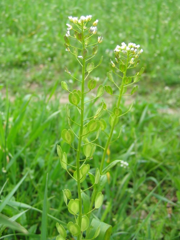 Field pennycress: Acker-Hellerkraut Thlaspi arvense , Rügen