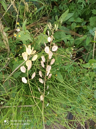 Field pennycress (Thlaspi arvense)