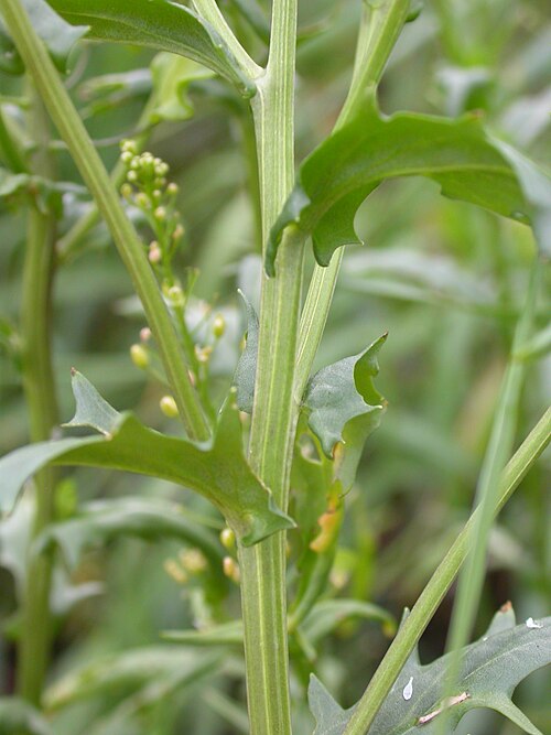 Field pennycress: Field pennycress has auriculate-clasping leaf bases.
