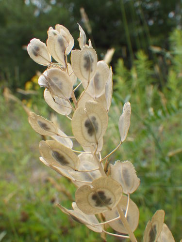 Field pennycress (Thlaspi arvense)