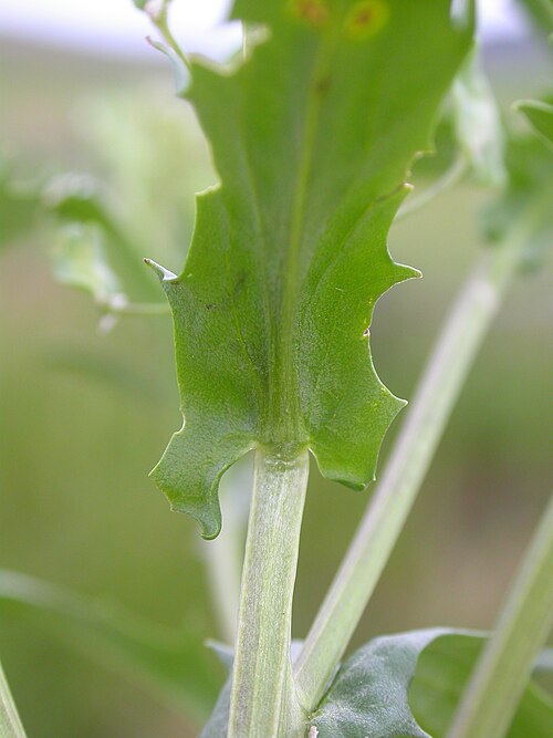 Field pennycress: Field pennycress has auriculate-clasping leaf bases.